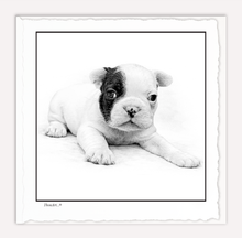 Load image into Gallery viewer, French Bulldog Puppy