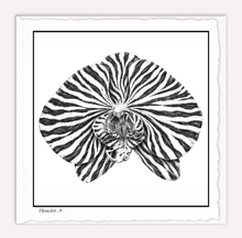 Load image into Gallery viewer, Orchid Zebra