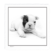 Load image into Gallery viewer, French Bulldog Puppy