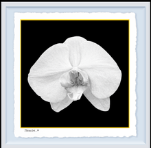 Load image into Gallery viewer, White Orchid on Black