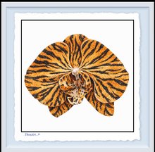 Load image into Gallery viewer, Orchid Tiger