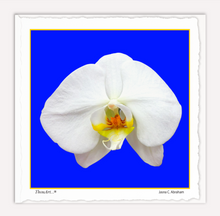 Load image into Gallery viewer, White Orchid on Blue