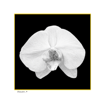 Load image into Gallery viewer, White Orchid on Black