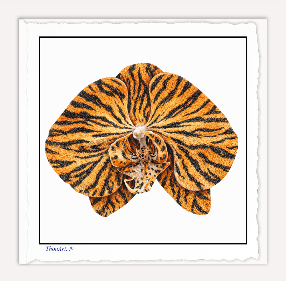 Orchid Tiger