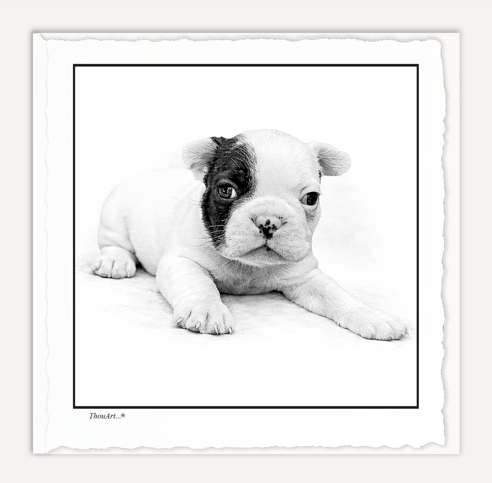 French Bulldog Puppy
