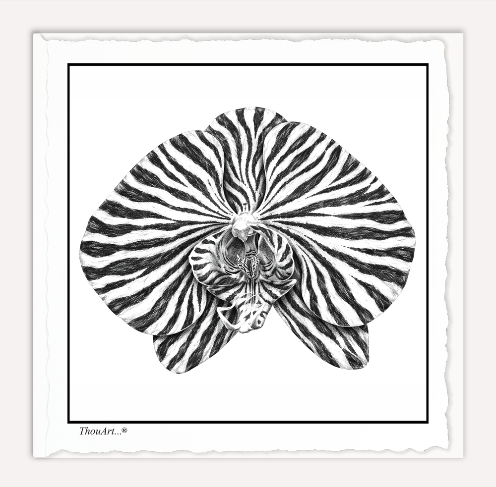 Orchid Zebra