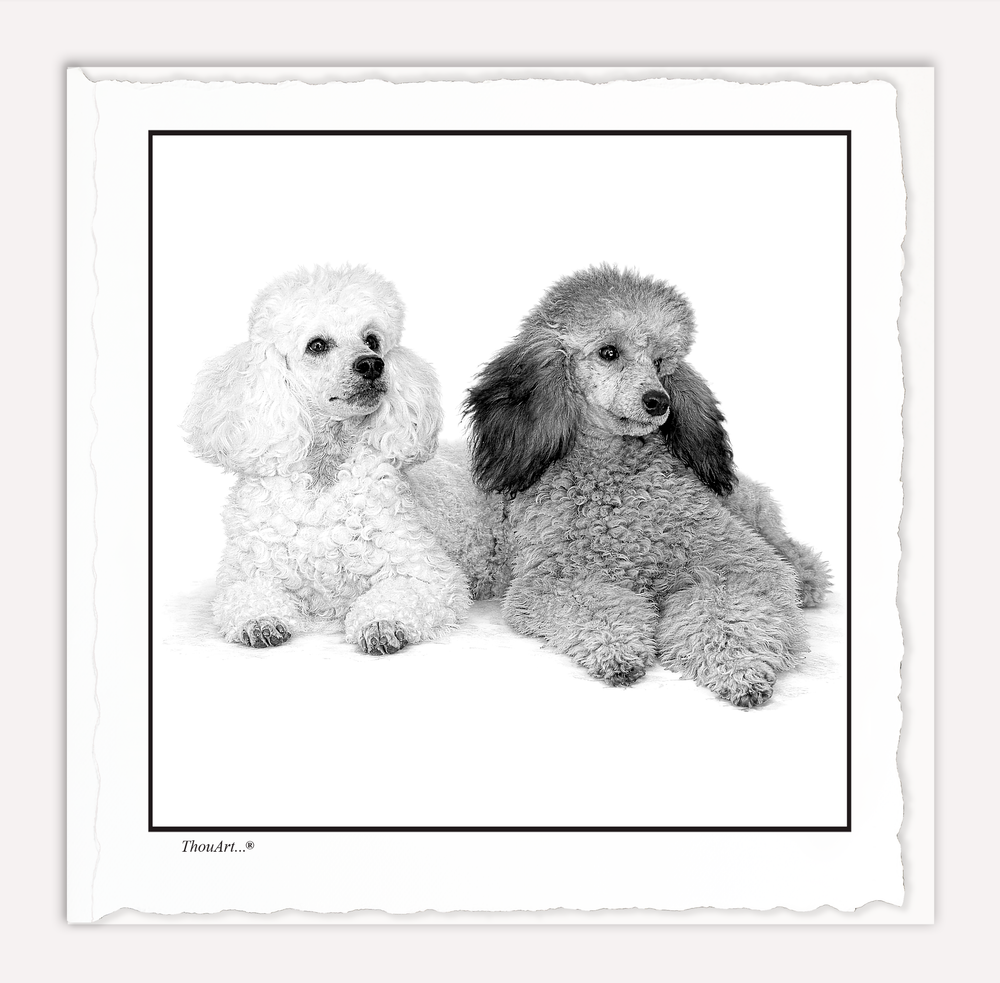 POODLES