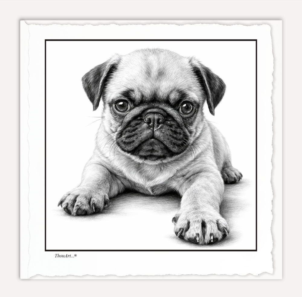 PUG Puppy