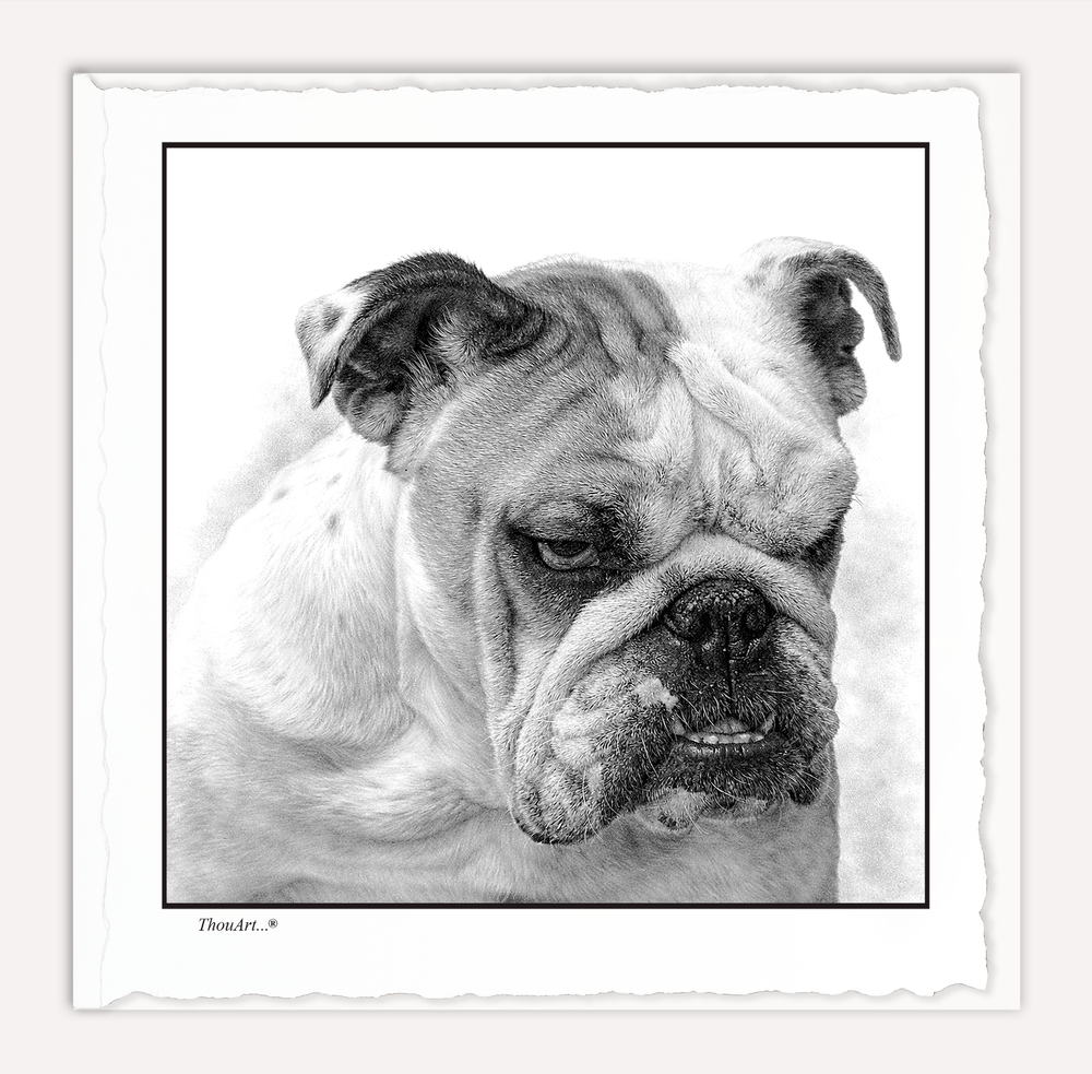 English Bulldog