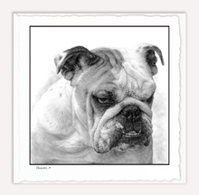 Load image into Gallery viewer, English Bulldog
