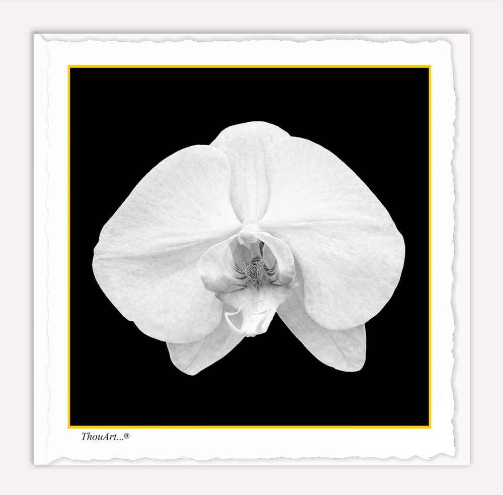 White Orchid on Black