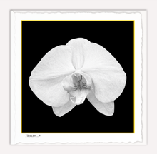 Load image into Gallery viewer, White Orchid on Black

