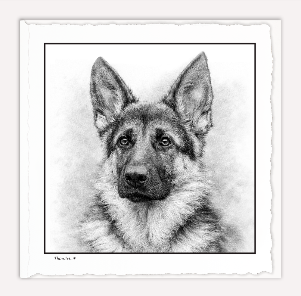 German Shepard