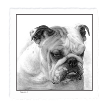 Load image into Gallery viewer, English Bulldog

