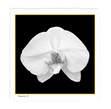 Load image into Gallery viewer, White Orchid on Black
