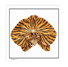 Load image into Gallery viewer, Orchid Tiger
