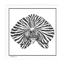 Load image into Gallery viewer, Orchid Zebra
