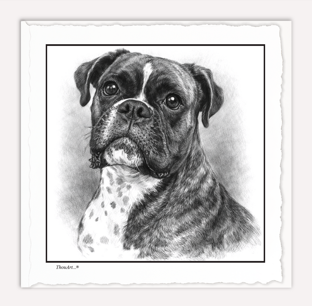 Boxer
