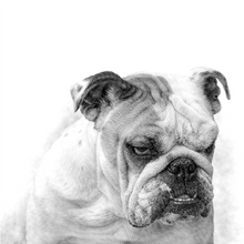 Load image into Gallery viewer, English Bulldog
