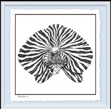 Load image into Gallery viewer, Orchid Zebra
