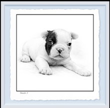 Load image into Gallery viewer, French Bulldog Puppy
