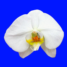 Load image into Gallery viewer, White Orchid on Blue
