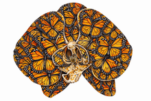 Load image into Gallery viewer, Orchid Butterfly
