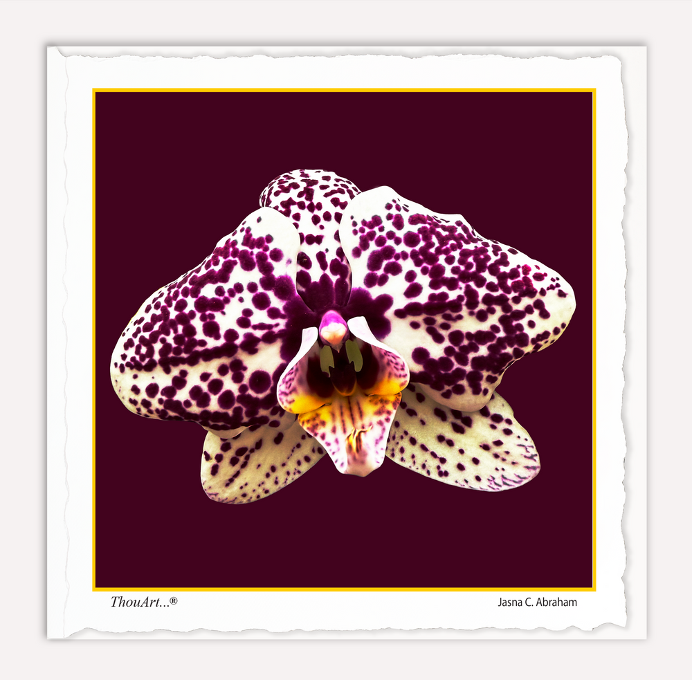 Orchid white purple spotted