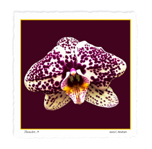 Load image into Gallery viewer, Orchid white purple spotted
