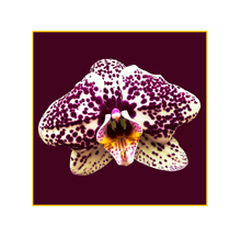 Load image into Gallery viewer, Orchid white purple spotted
