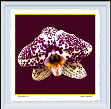 Load image into Gallery viewer, Orchid white purple spotted
