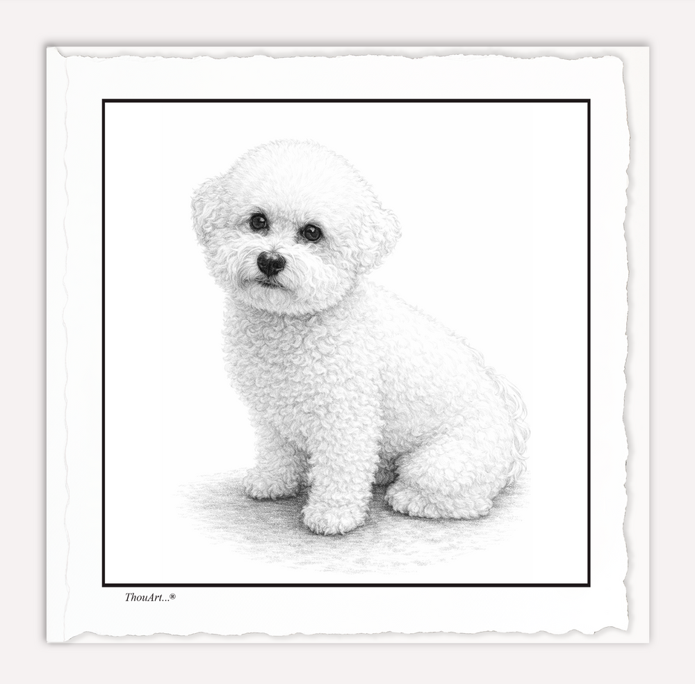 Bichon Frise