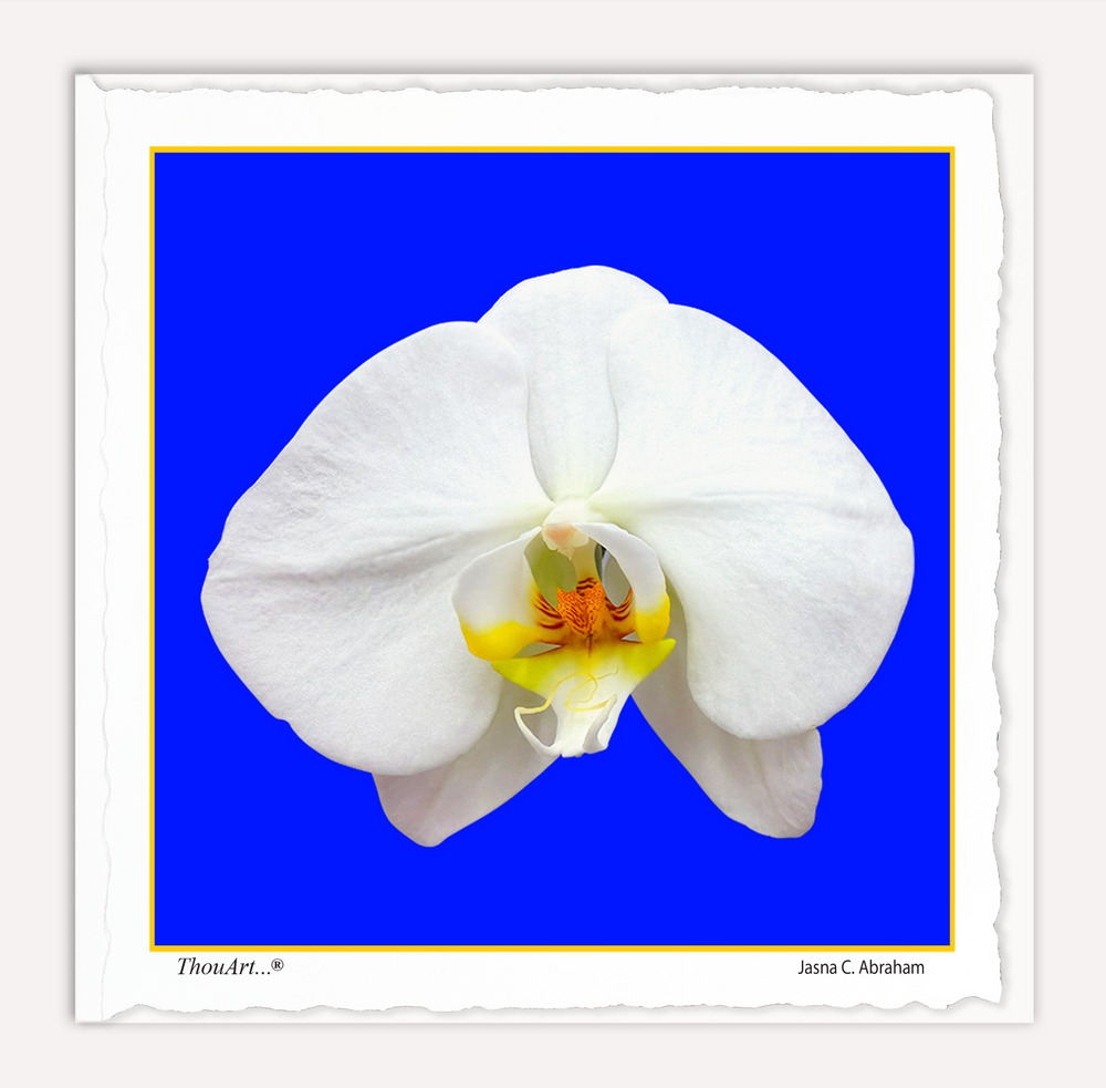 White Orchid on Blue