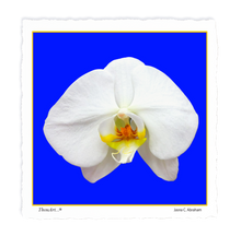 Load image into Gallery viewer, White Orchid on Blue
