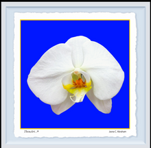 Load image into Gallery viewer, White Orchid on Blue
