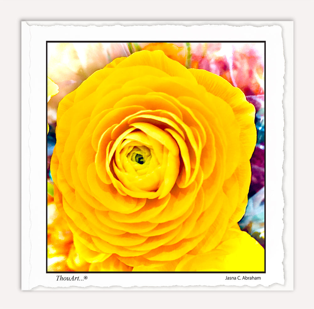 Yellow Rose