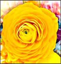 Load image into Gallery viewer, Yellow Rose
