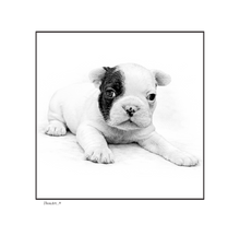 Load image into Gallery viewer, French Bulldog Puppy
